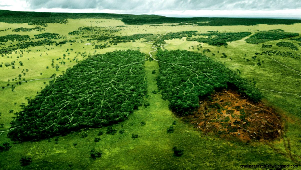 Because its not too late to save the • Amazon Aid Because its not too late to save the • Amazon Aid