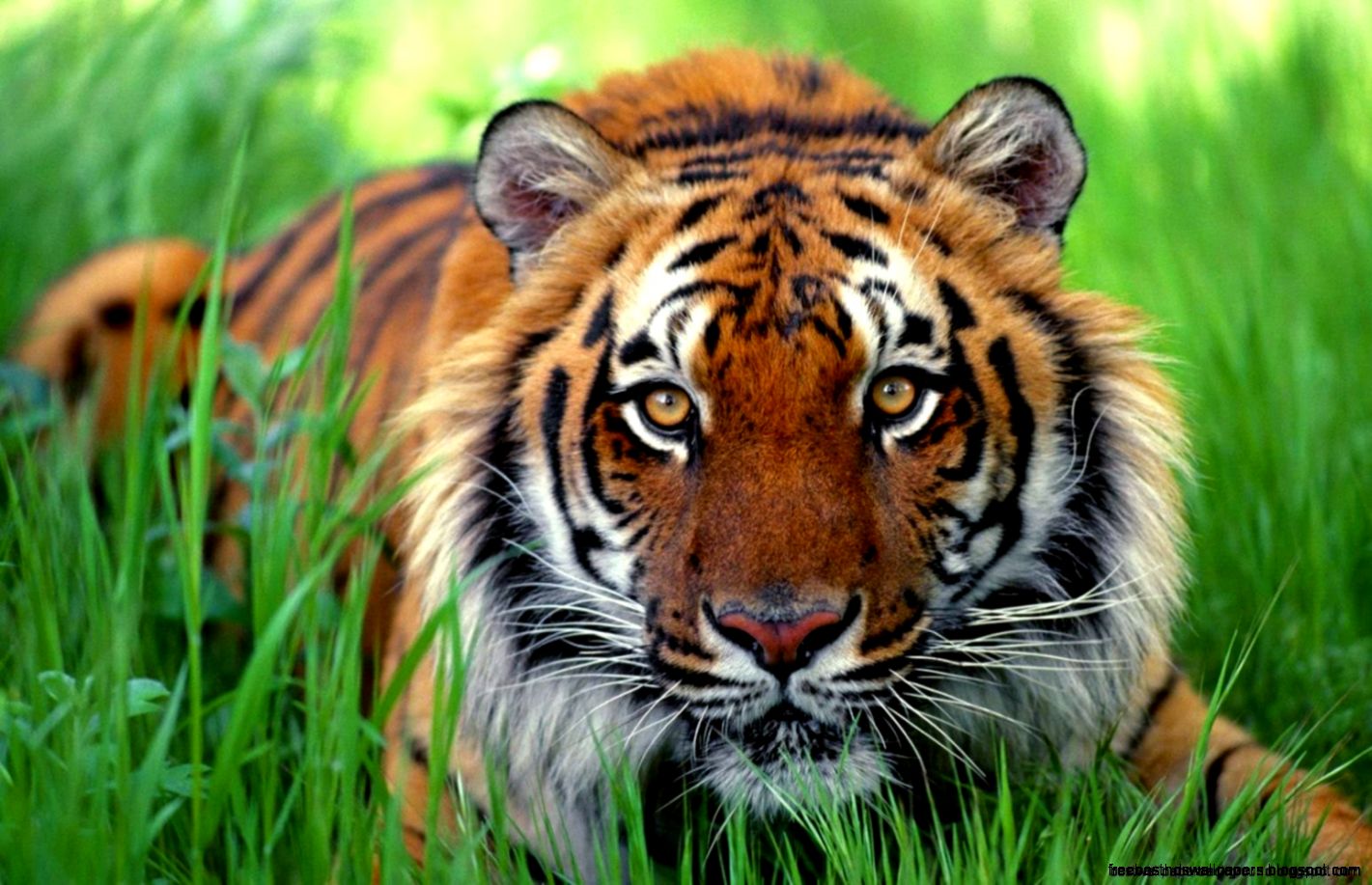 Wild Animal Screensavers Free Best Wallpaper Background Wild Animal Screensavers Free Best Wallpaper Background
