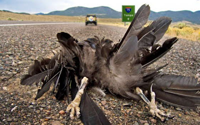 Roadkill Cleaner