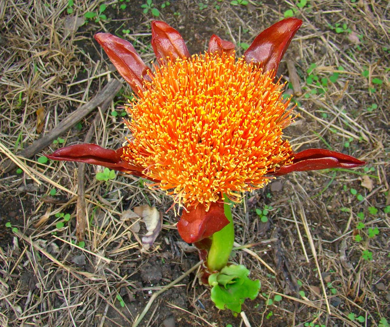 Environmental Rehabilitation and Indigenous Landscape Design