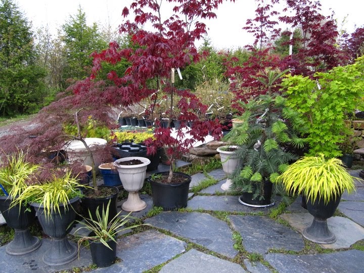 Baldwin Nurseries Perennials, shrubs, trees for Nova Scotia Gardeners