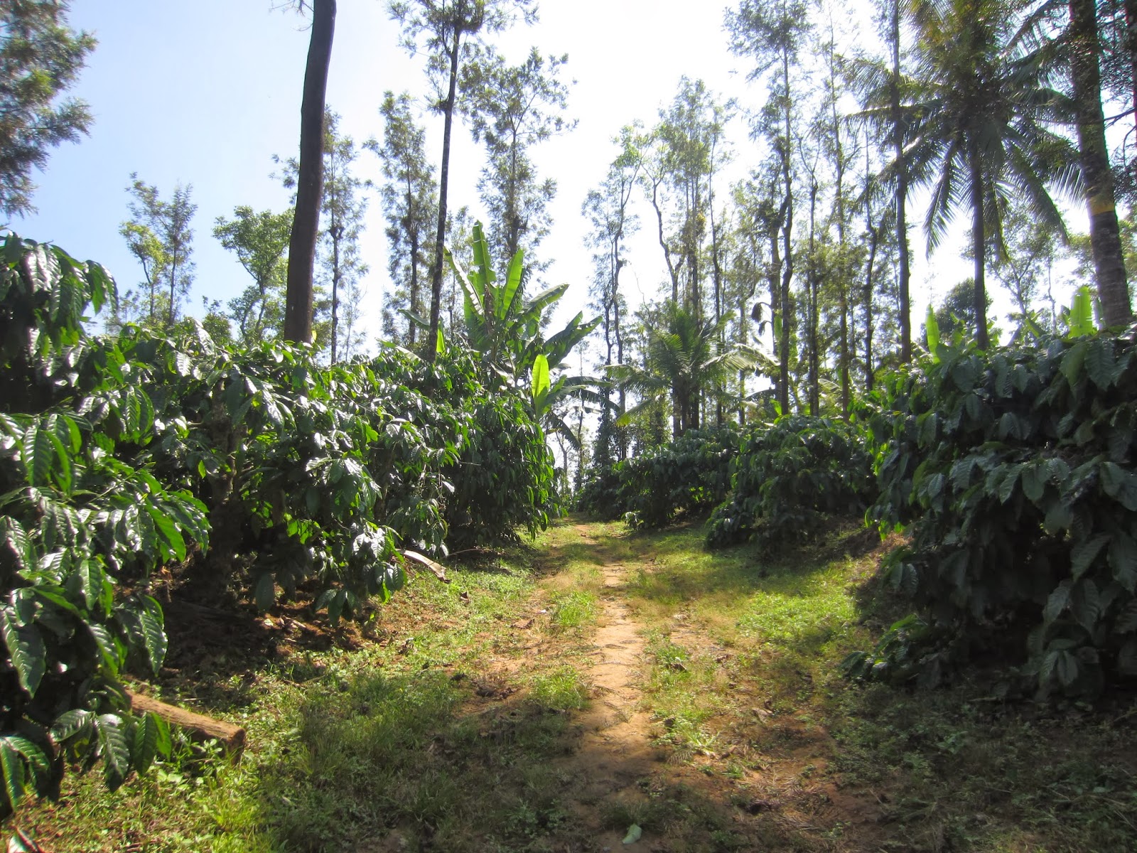 My World Coffee Plantation in Sakleshpur