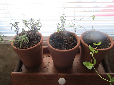 An Update on my Garden Herbs for January