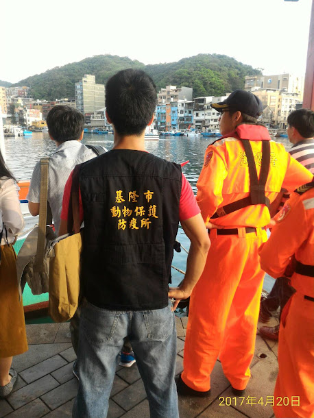 今(20)日下午基隆正濱漁港發現一隻小虎鯨在港內洄游。 今(20)日下午基隆正濱漁港發現一隻小虎鯨在港內洄游。