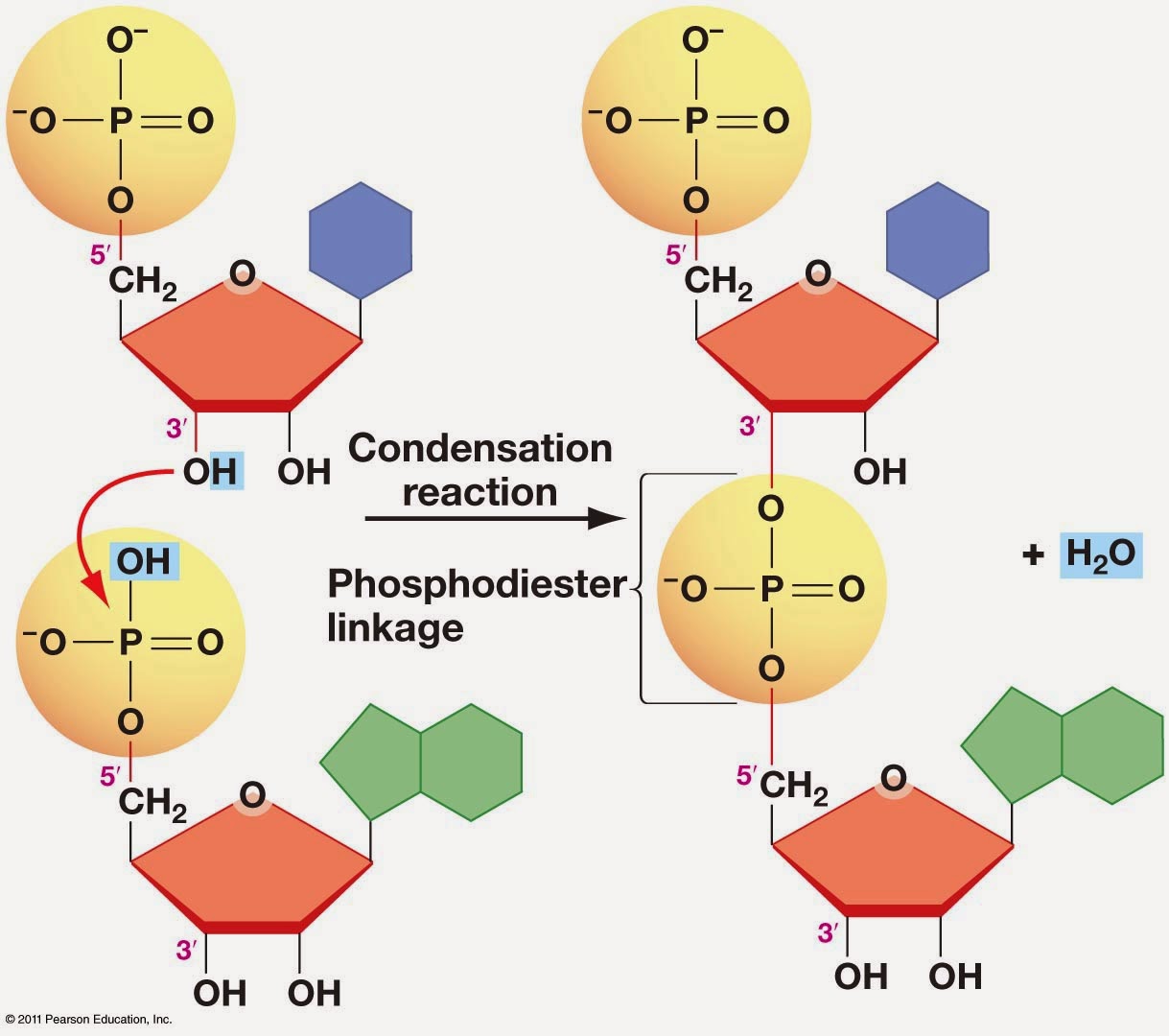 Caderno de Medicina Ácidos nucleicos a linguagem da vida