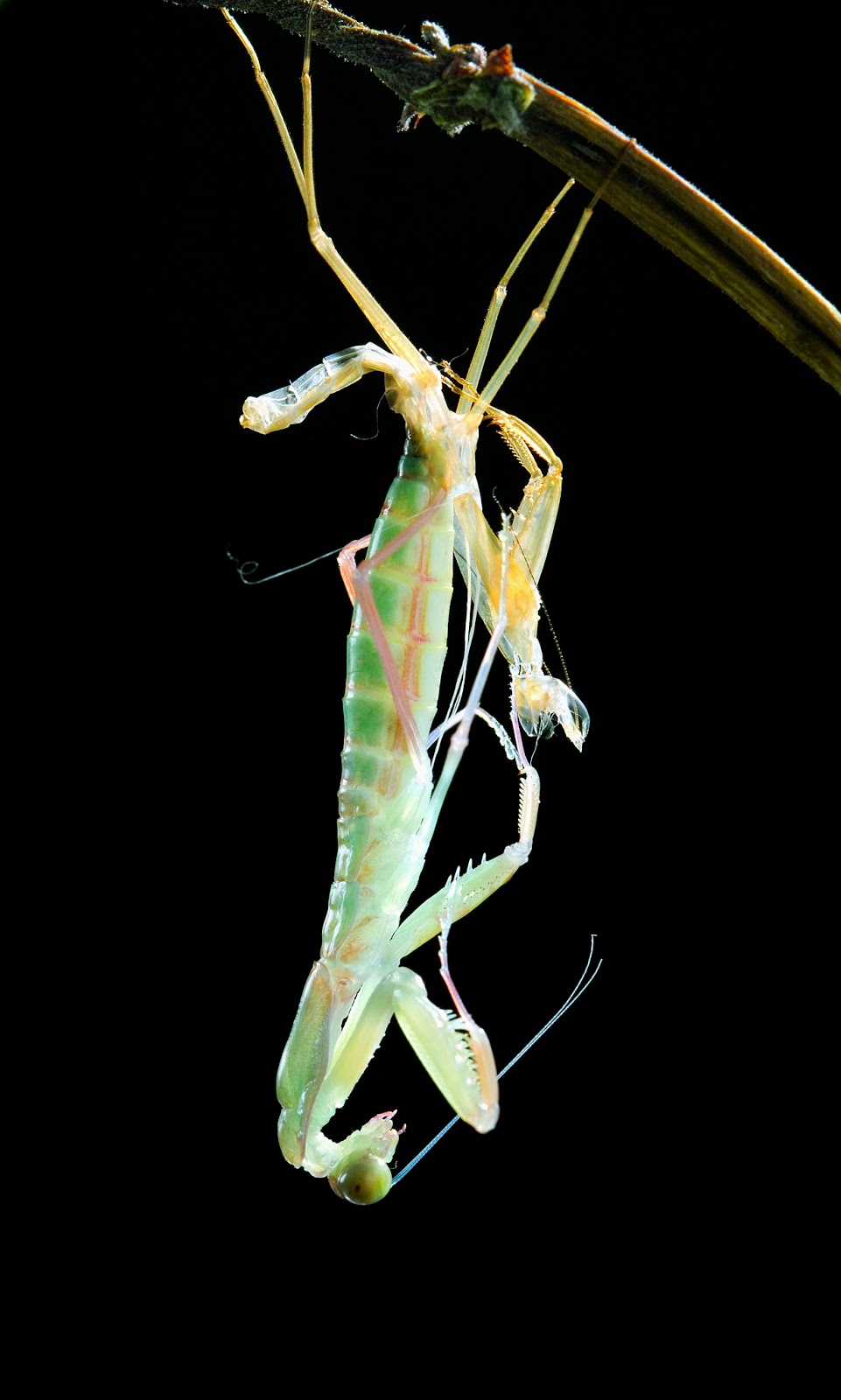 Praying mantis Rhombodera Stalli's molting and branch for hanging