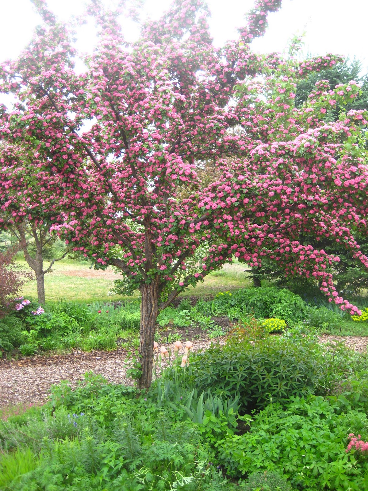 Spring beauty Blooming trees and shrubs Susan's in the Garden