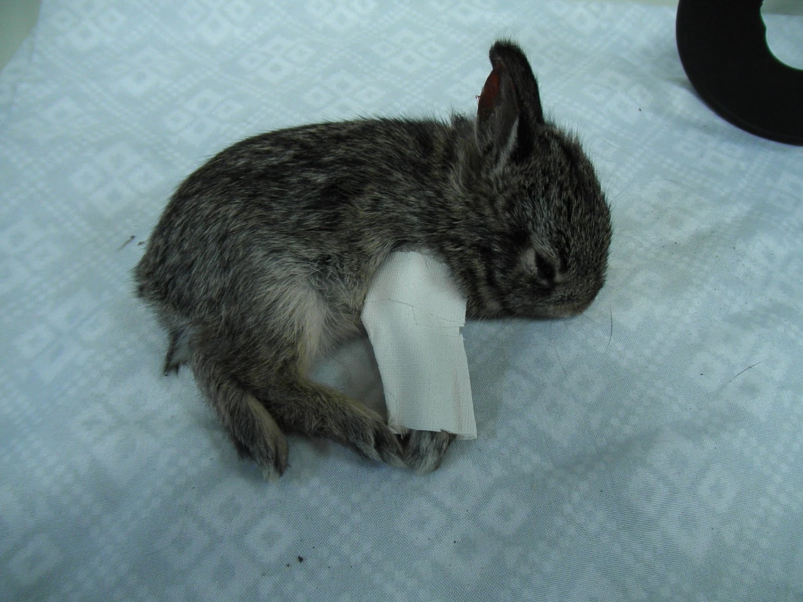 Baby Cottontail Rabbit