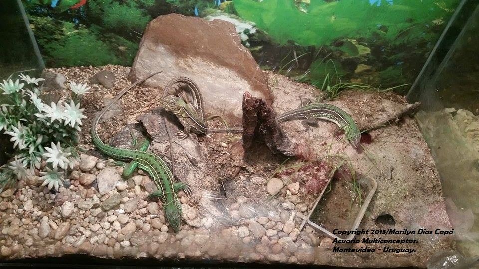 Peces tropicales de agua dulce. Teius oculatus dificultades de su