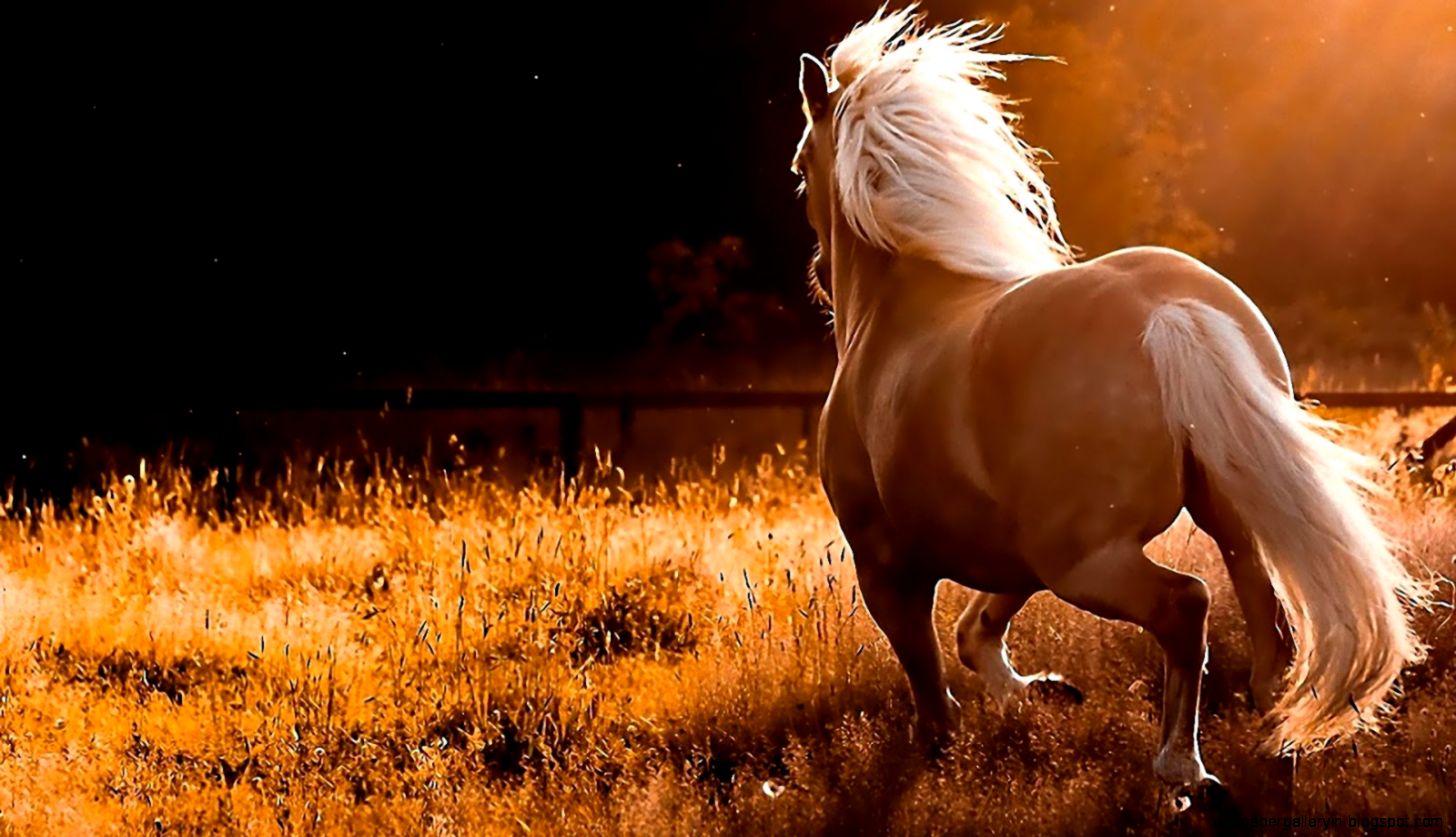 Beautiful Horse Beautiful Horse