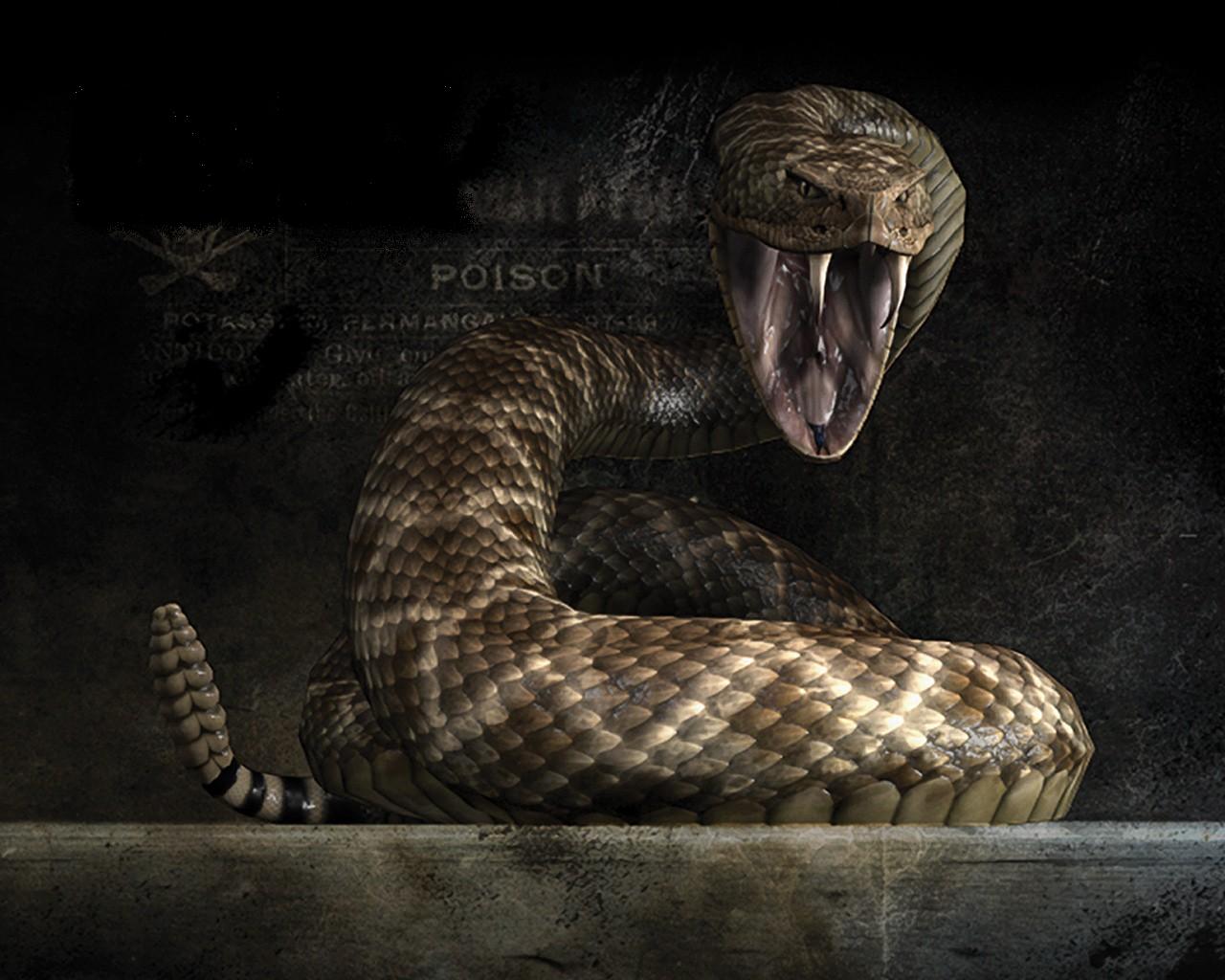 Snake Wallpapers | Desktop Wallpapers