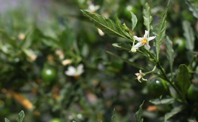 Solanum Pseudocapsicum