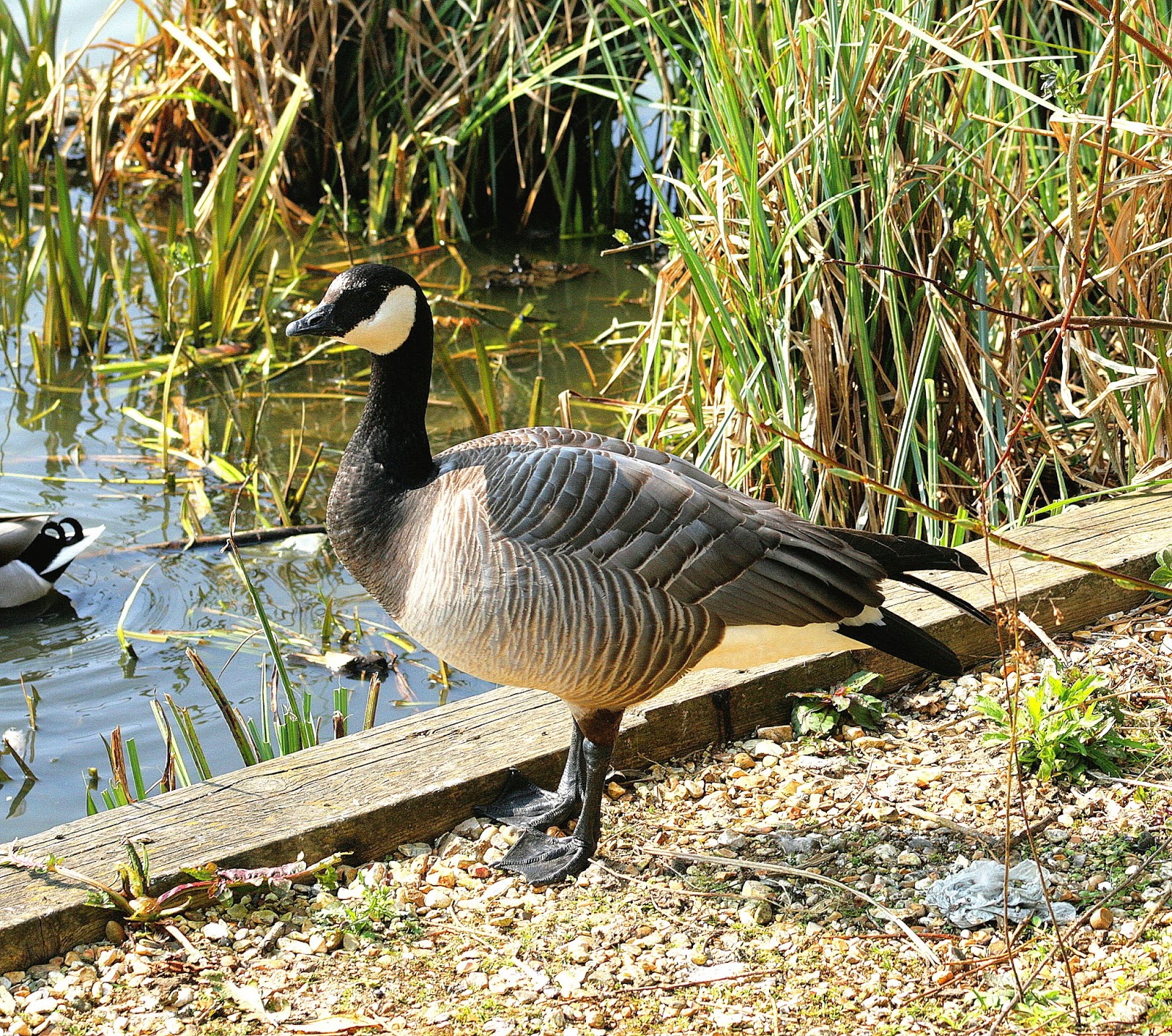 Bird Hybrids Barnacle Goose x Canada Goose