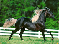 Beautiful Animal Horse Wallpapers HD