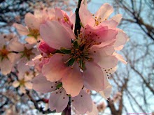 FLOR DEL ALMENDRO