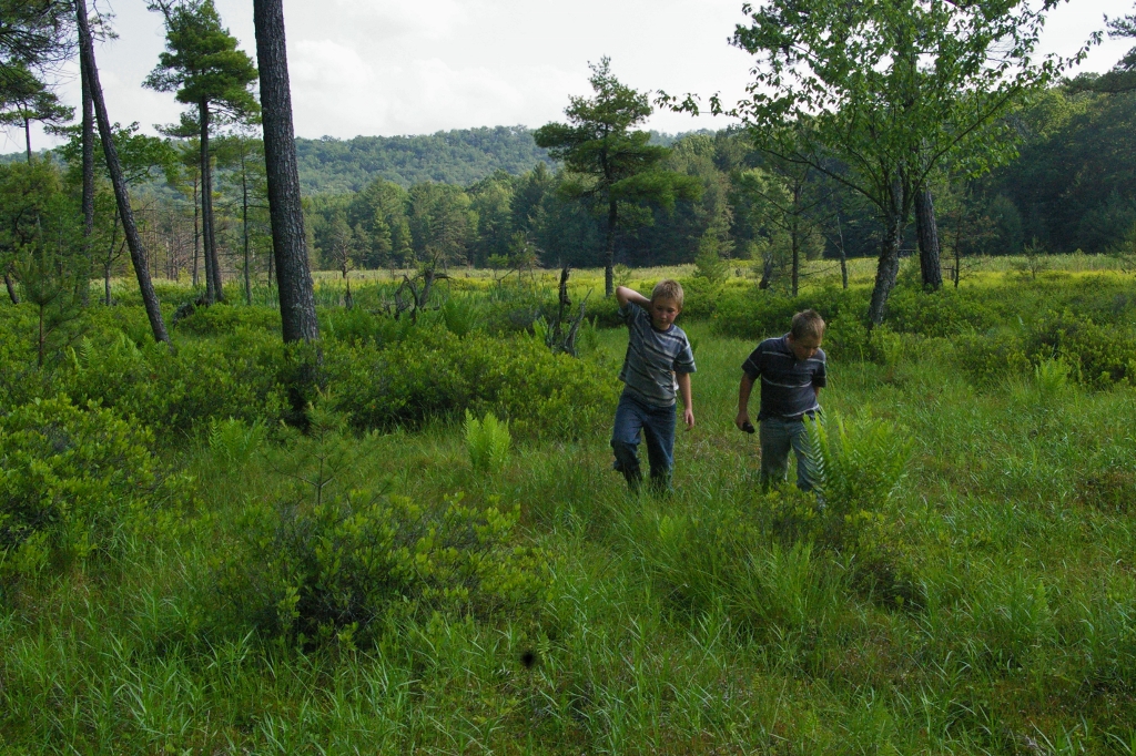Clinton County Snapshots Cranberry Swamp In Clinton County, Pa