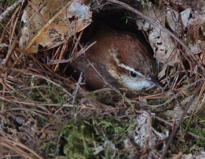 Carolina Wren Nest