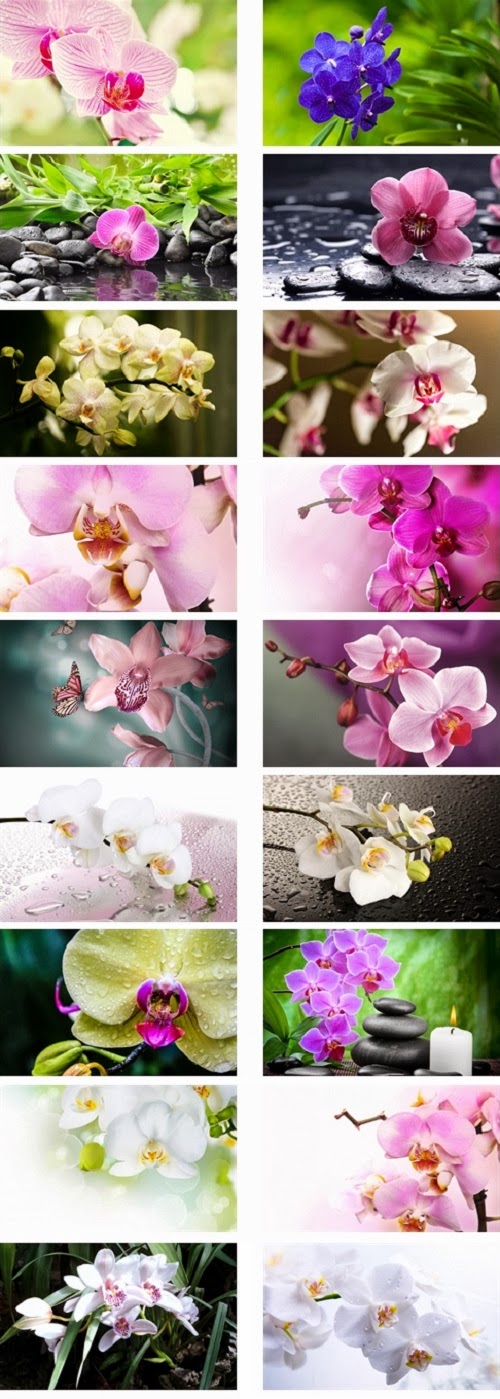 Ouo Themes Orchid Flowers 2 Theme For Windows 7 And 8 8 1