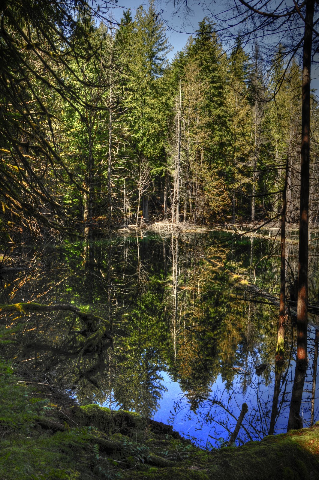 nature big nature small snyder lake, packwood, wa