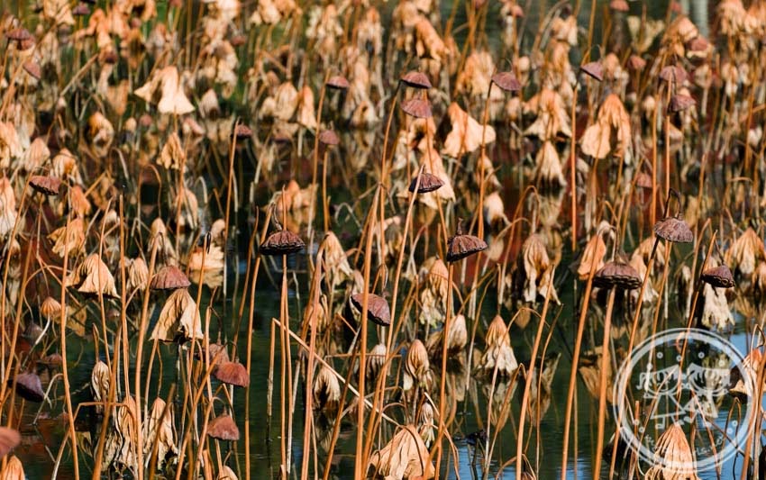 Dried lotus plants in the Osawa Pond