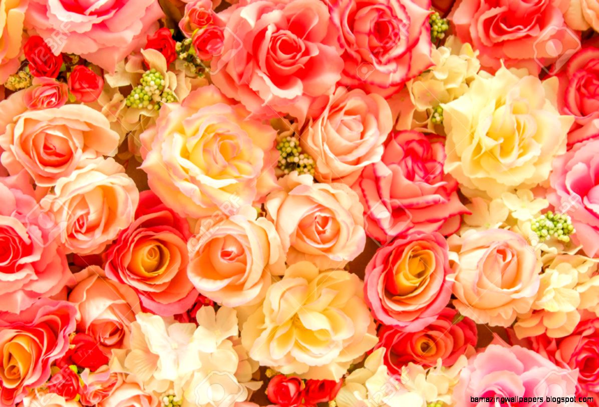 Soft Color Roses Background Stock Photo Picture And Royalty Free Soft Color Roses Background Stock Photo Picture And Royalty Free