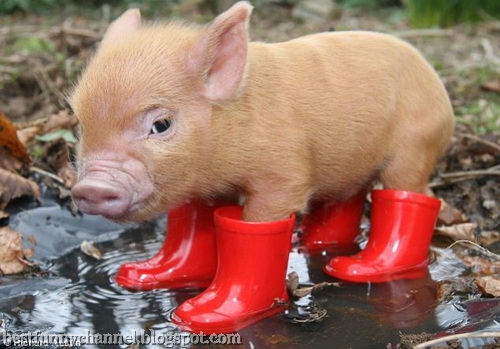 Pig in shoes