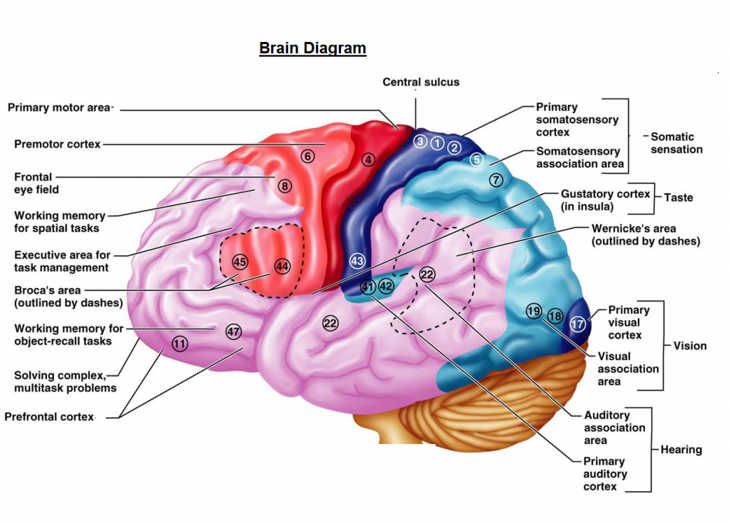 Goldfish Brain Anatomy