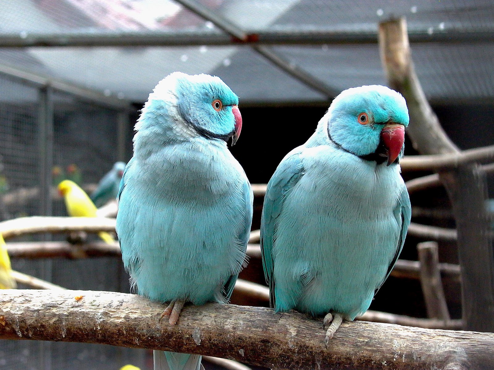 All Wallpapers: Blue Indian Parrots