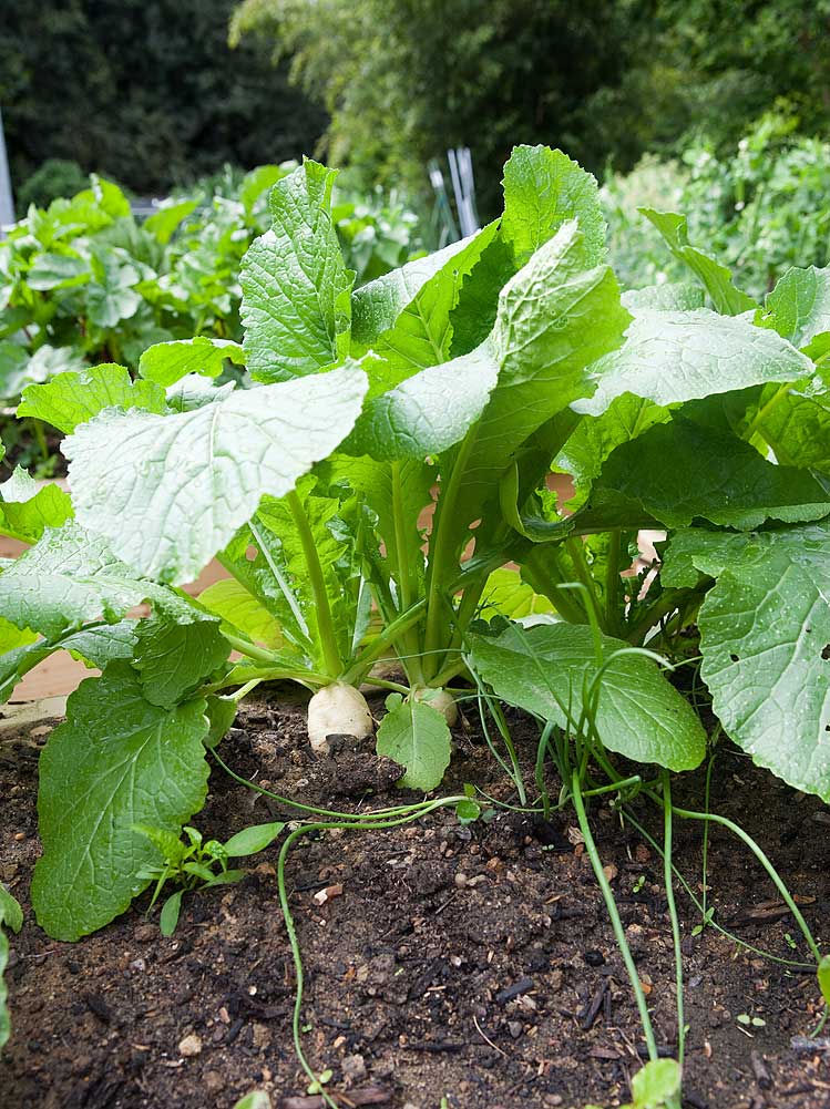 Vegetable growing in raised beds