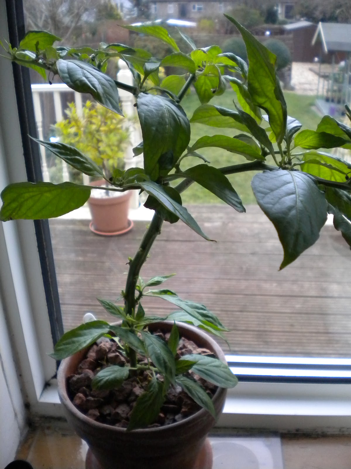 Chilli Pepper Heaven Grow your own Chilli Plants Overwintering
