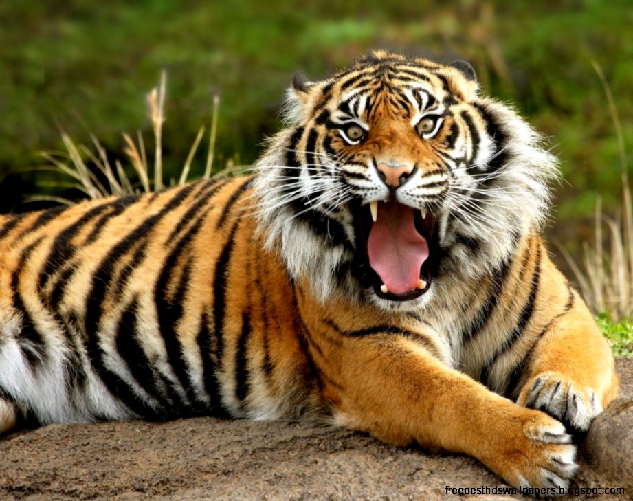 Extinct Javan Tiger Extinct Javan Tiger