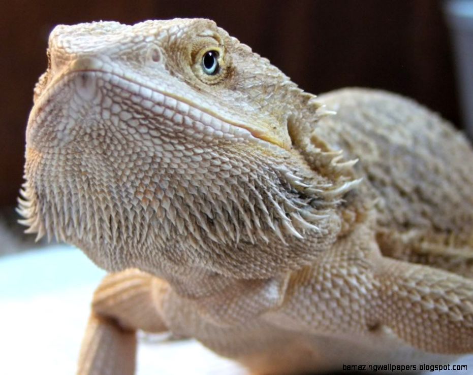 Blue Bearded Dragon | Amazing Wallpapers