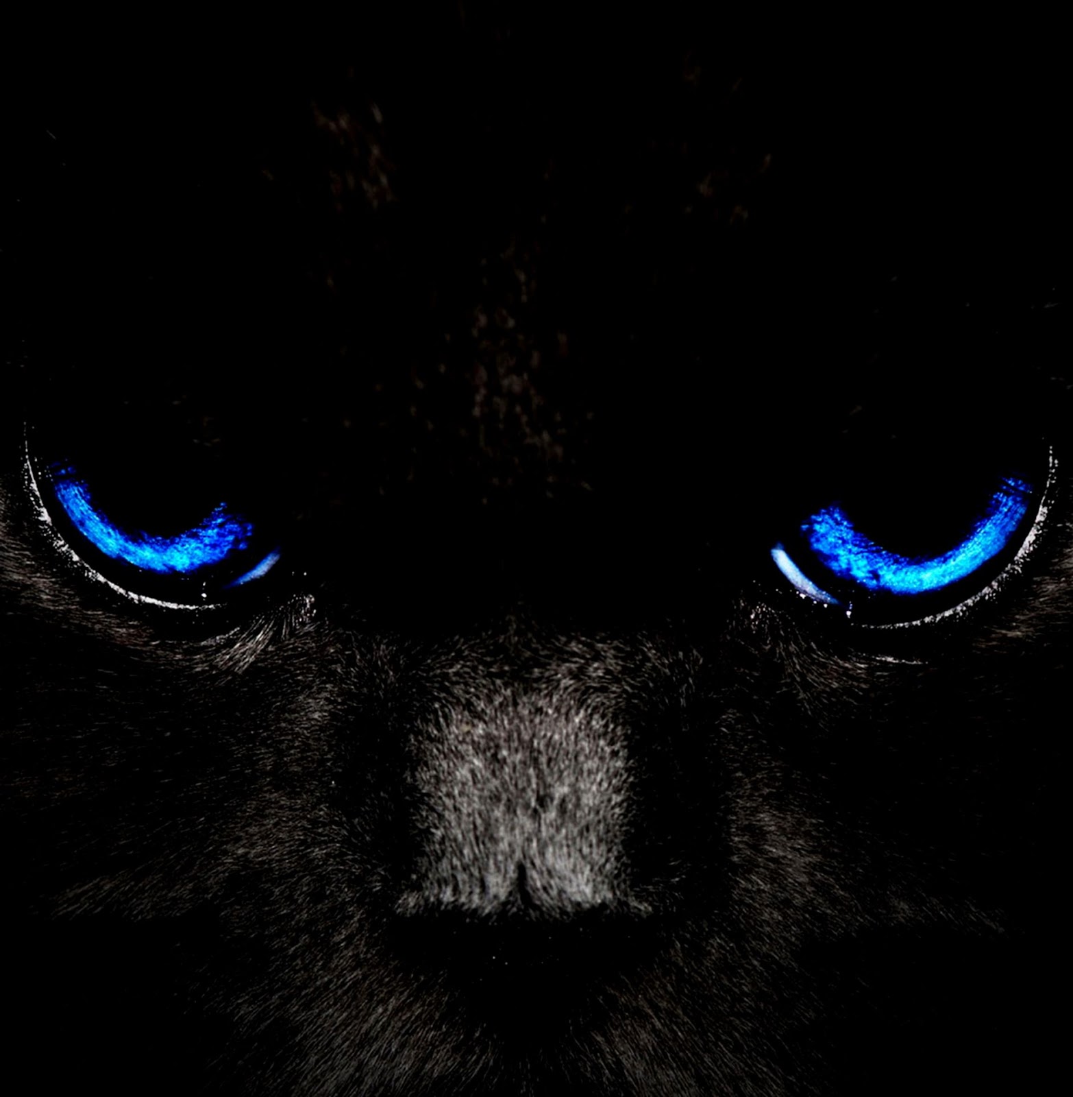 Black Cat with Blue Eyes Black Cat with Blue Eyes