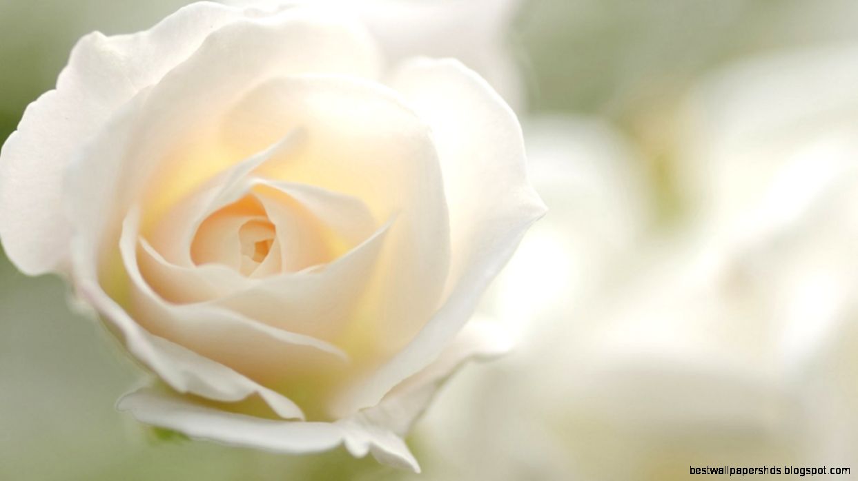 PK71 High Quality White Rose Pictures Mobile PC iPhone and more PK71 High Quality White Rose Pictures Mobile PC iPhone and more