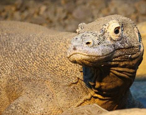 Animals Unique: Komodo Dragon