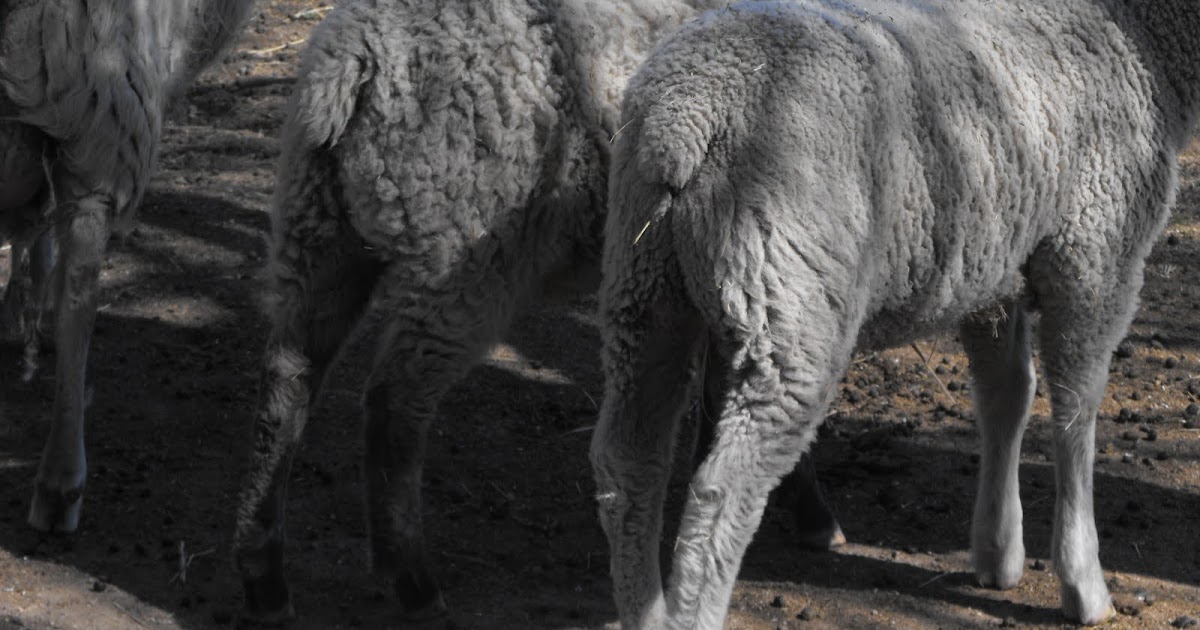 Simply Sowing How to Dock Lamb's Tails in two shakes of a lamb's tail.