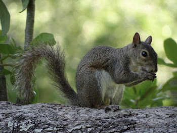 Common Grey Squirrel