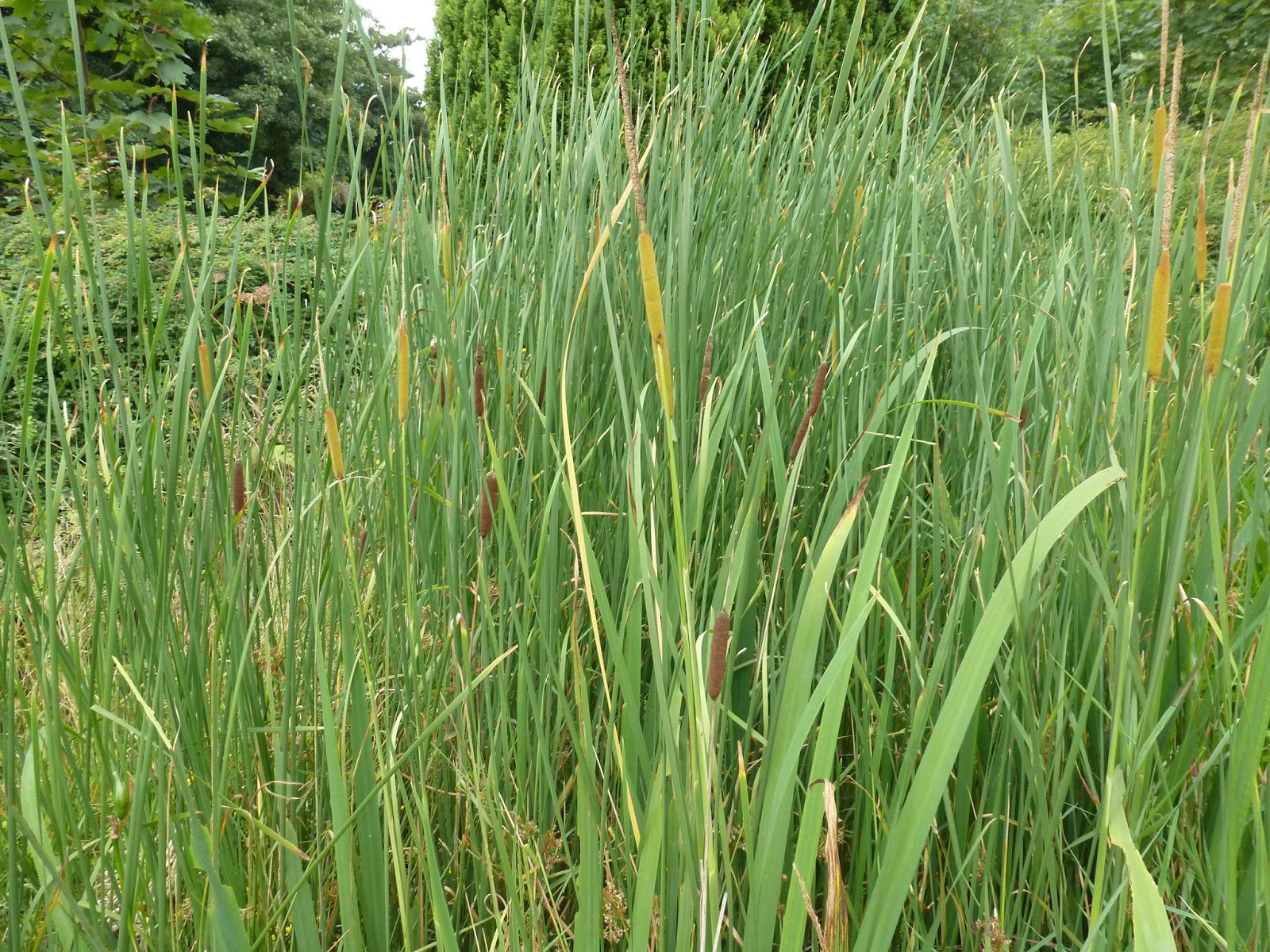 Calderdale Wildlife Lesser Bulrush