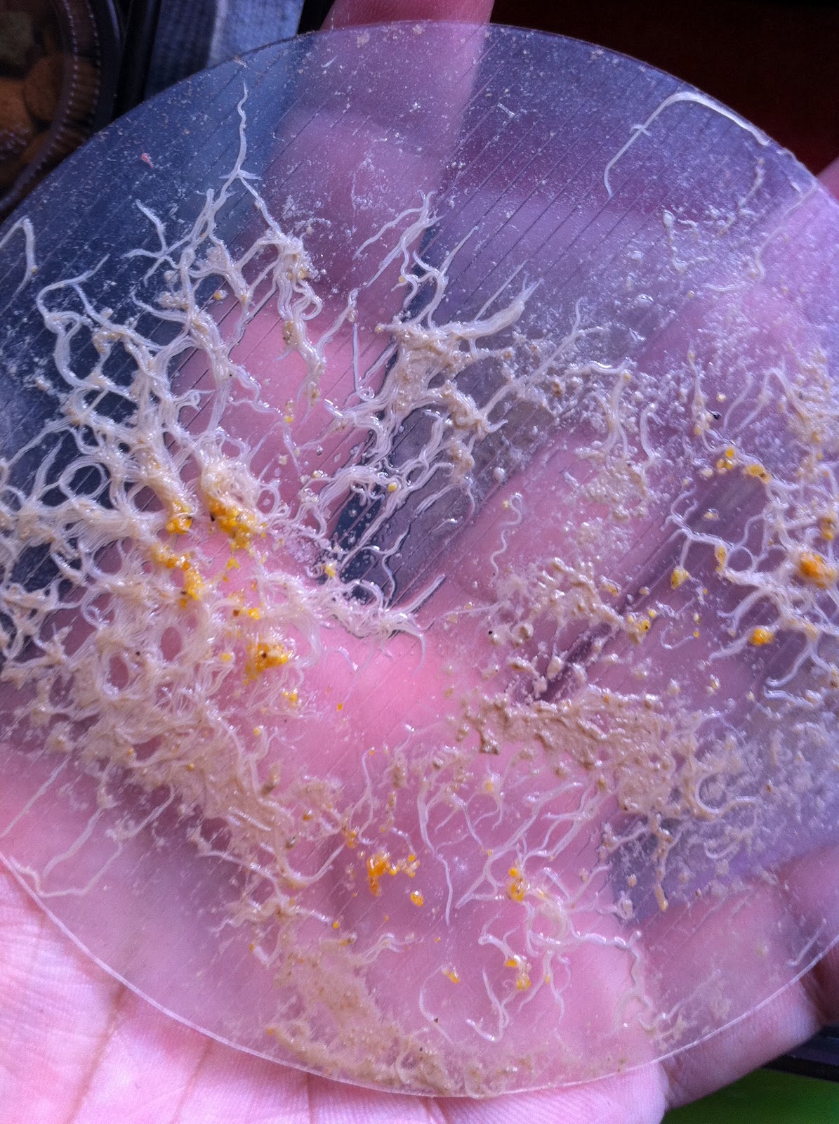 Happy Guppies Grindal Worms (Live Fish Food)