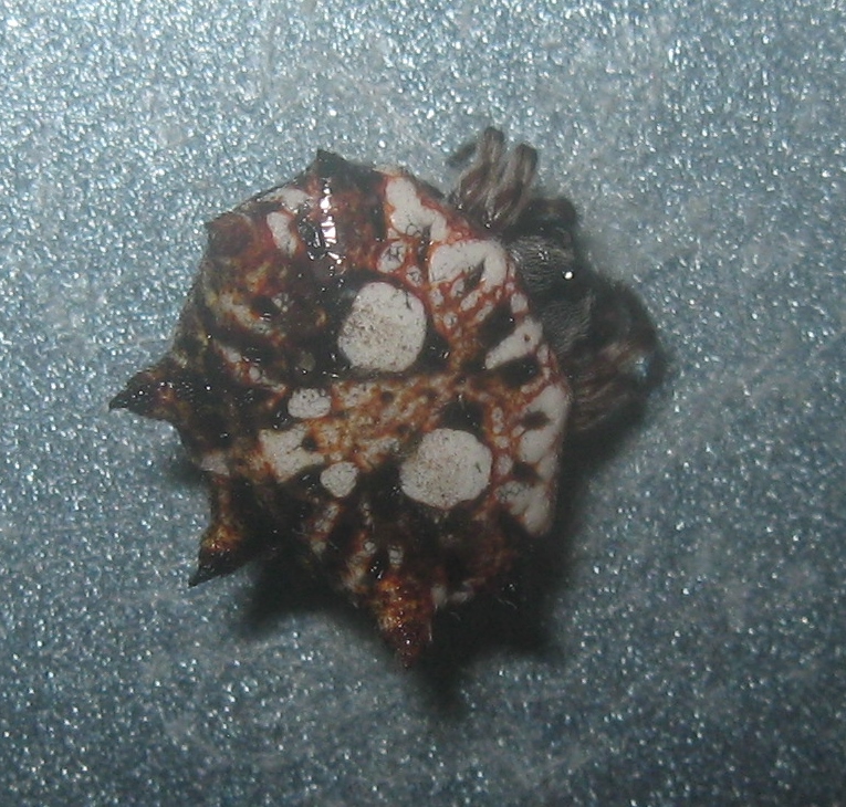 Garden Guy Hawaii Crab Spiders