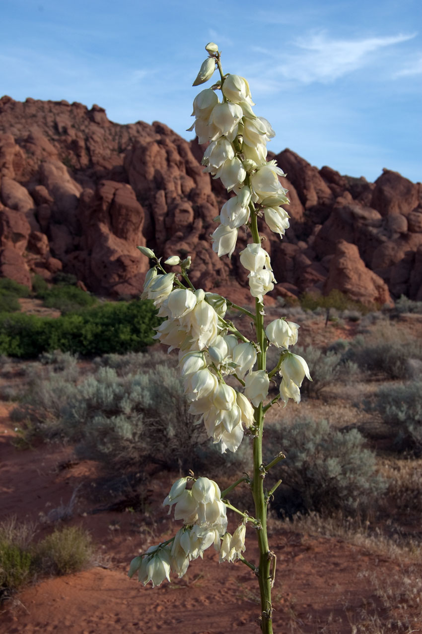 Utah Travel Headlines Wildflowers In Southern Utah