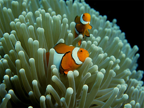 Clownfish Food Diet Clownfish Food Diet