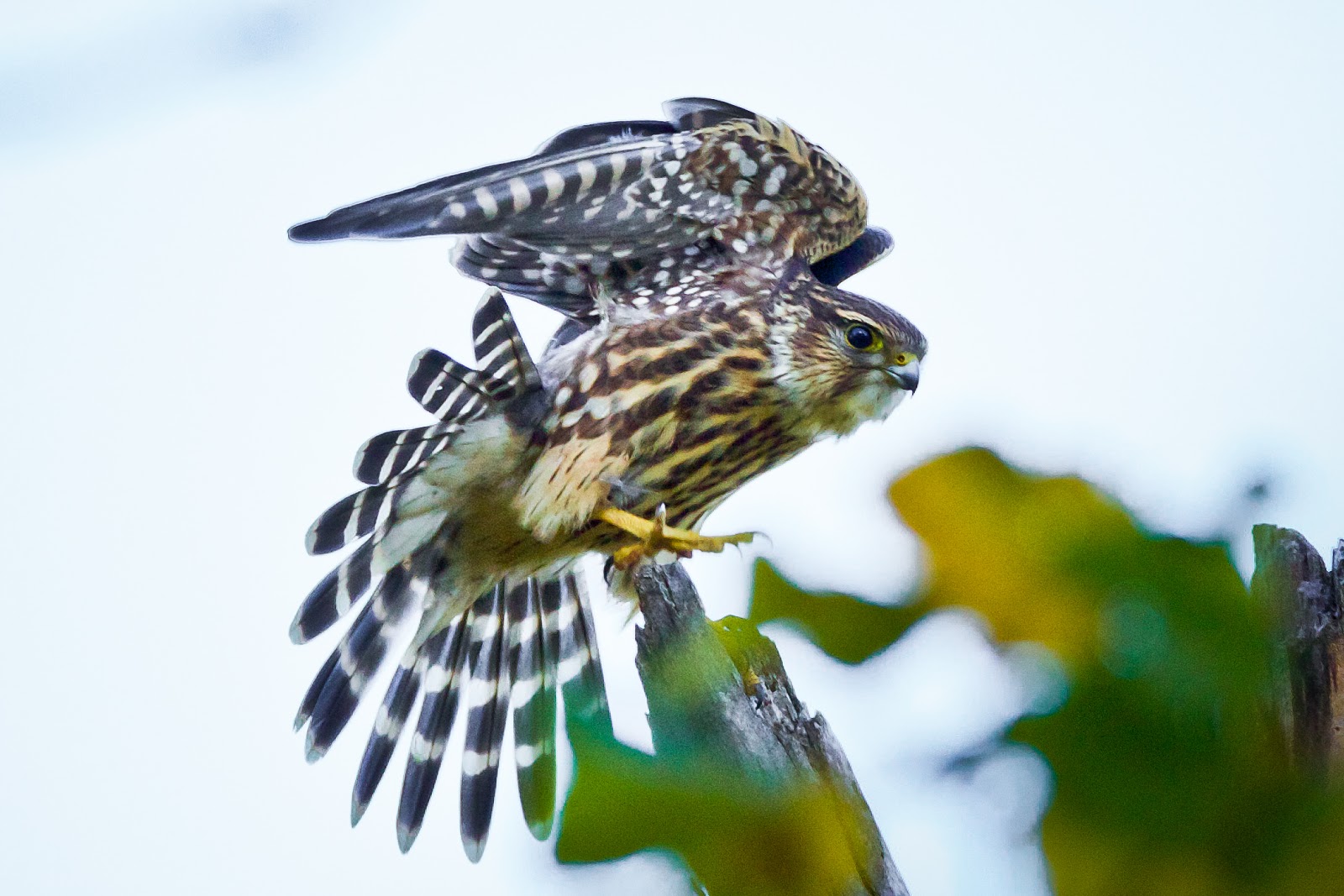 Feather Tailed Stories Cooper's Hawk, Tucson