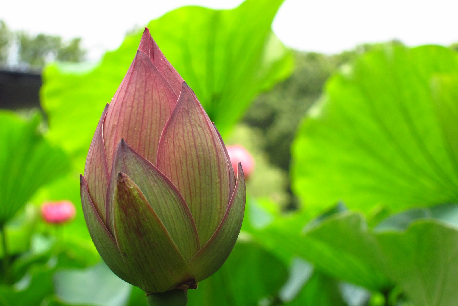 Round of the Seasons in Japan Lotus Collection