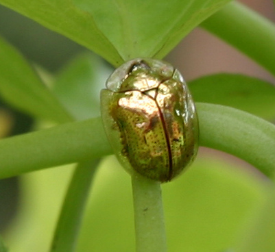 Zaqi Obat Pusing 7 Hewan Berwarna Emas