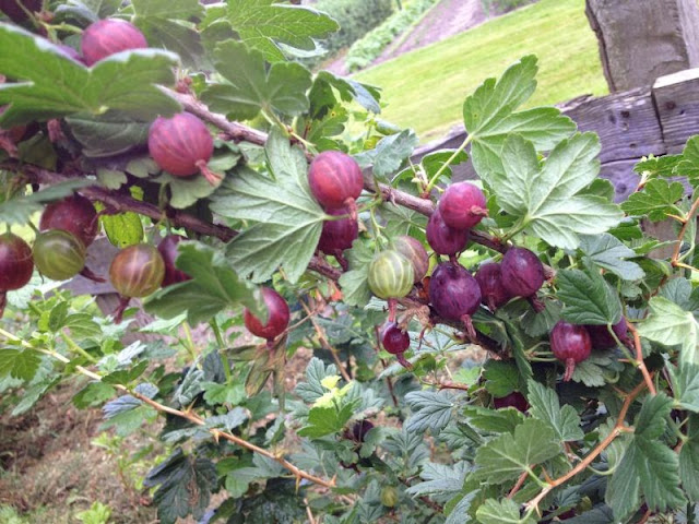 [Bild: schwarzeHonigbeere_20130714.jpg]