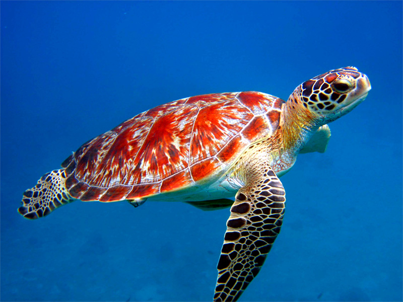Mrs. Wetherell's Library Laboratory: Turtle in the Sea, by Jim Arnosky