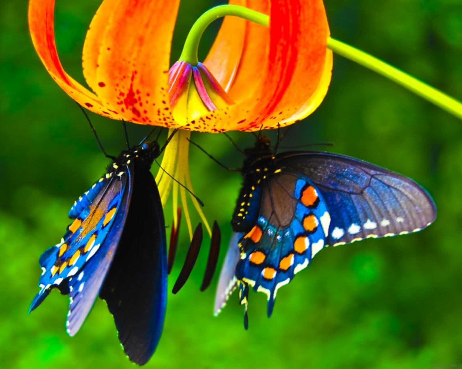 Crecer en Unión: Dónde hacen el amor las mariposas? Crecer en Unión: Dónde hacen el amor las mariposas?