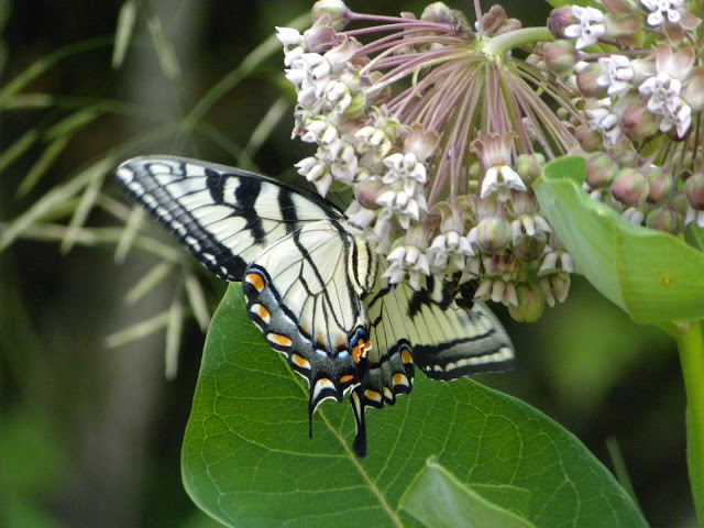 Swallowtail on Milkweed
