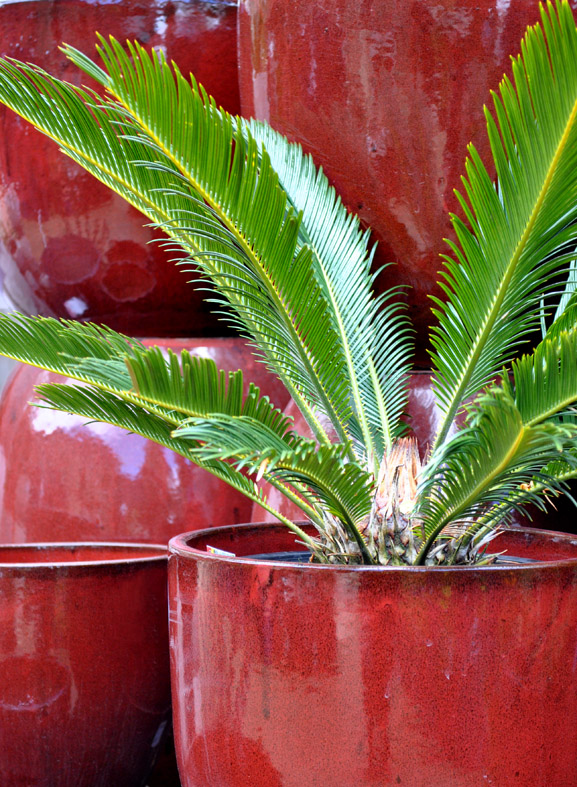 Bliss Garden & Giftware Perfect for Pots Sago Palm